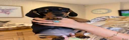 Miniature Dachshund dogs for sale: Miniature Smooth Haired Dachshund Black and Tan in Wrexham - Advert 9