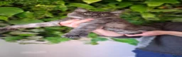 Maine Coon cats for sale: Tica register Maine Coon kittens  - Advert 16