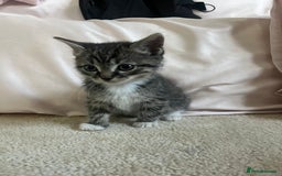 Ragdoll cats for sale: Ragdoll X Kittens - Image 11