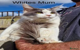 Maine Coon cats for sale: TICA Registered Maine Coon Kittens. Ready NOW in Doncaster - Image 4