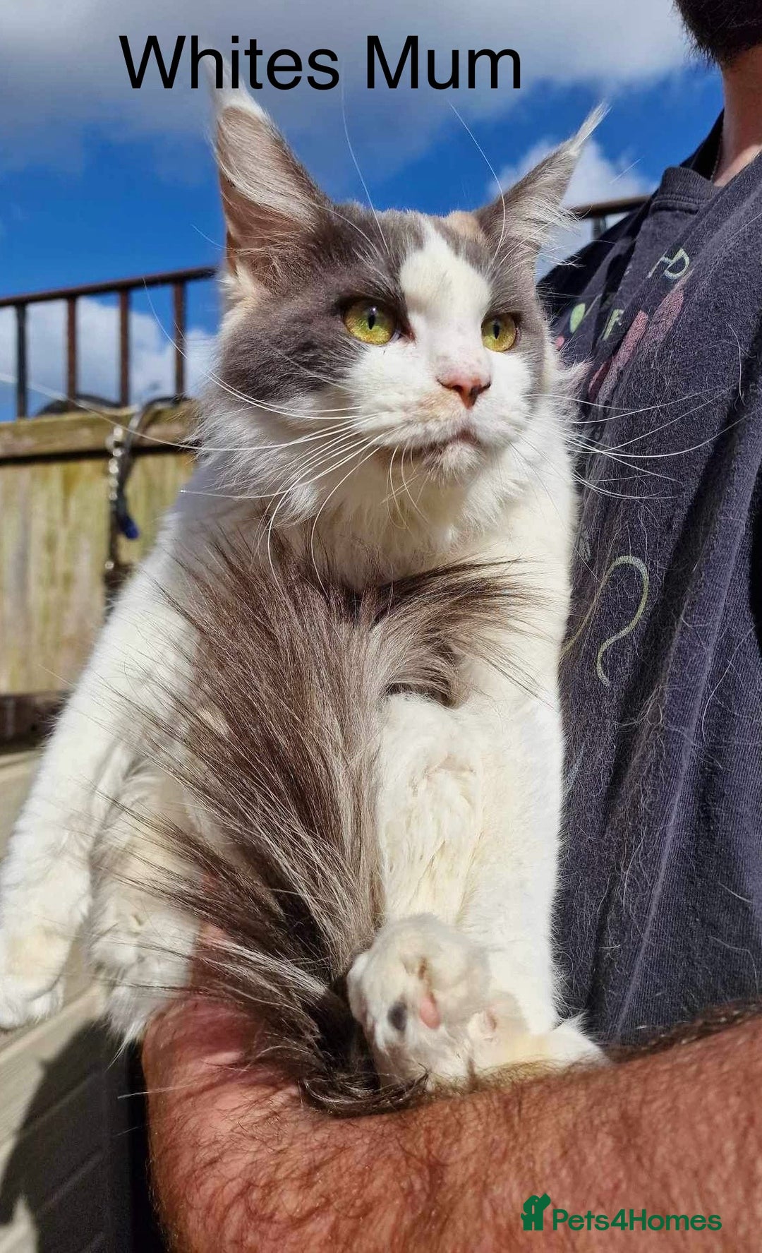 Maine Coon cats for sale: TICA Registered Maine Coon Kittens. Ready NOW in Doncaster - Image 4