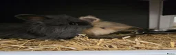 Mixed Breed rabbits for sale: Teddywidder rabbits needing a loving home - Advert 3