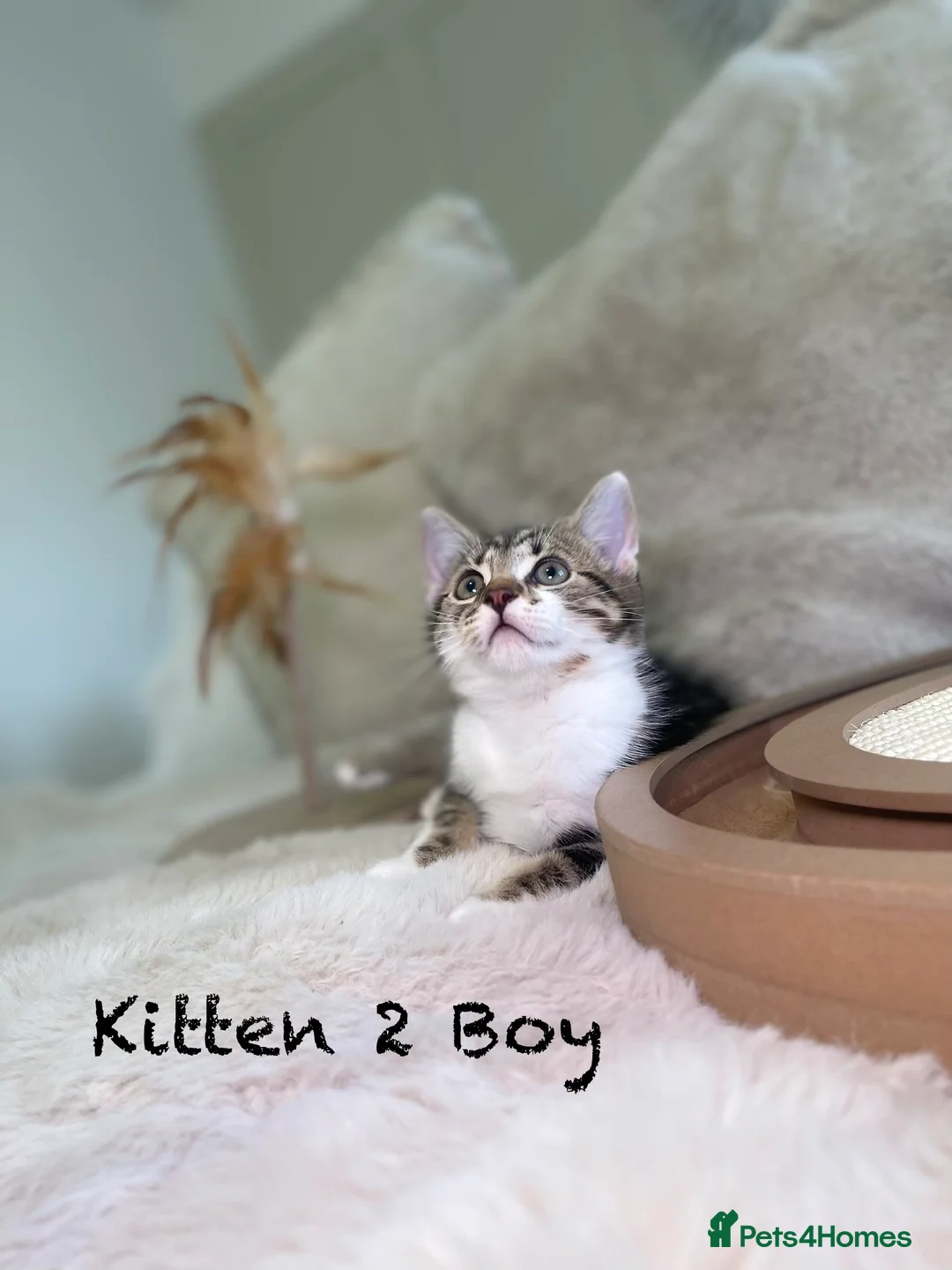 Mixed Breed cats for sale: Stunning kittens 8 weeks old ready now  - Advert 7