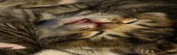 Mixed Breed cats for sale: 4 Beautiful Kittens Looking For Loving Homes in Brighton - Advert 3