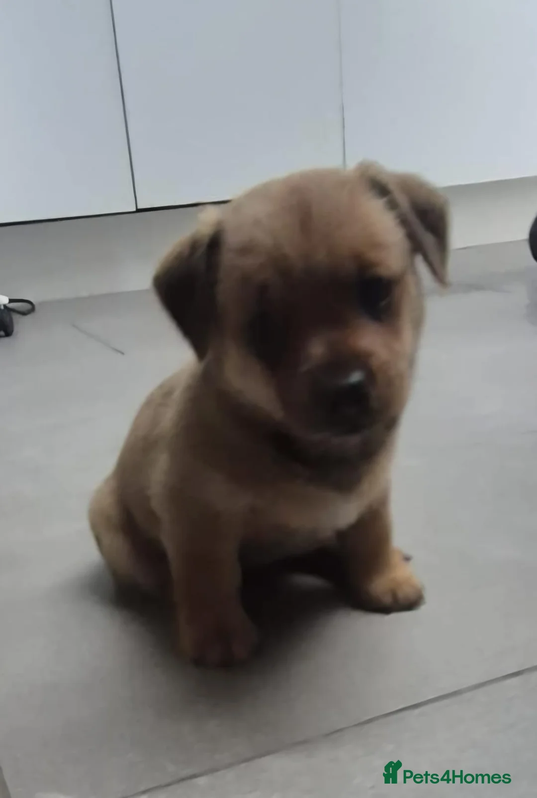 Jackapoo dogs for sale: Jackapoo type pups - Advert 5