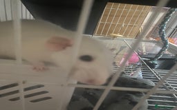 Rat rodents for sale: Heidi and Pheobe (with cage) - Image 3
