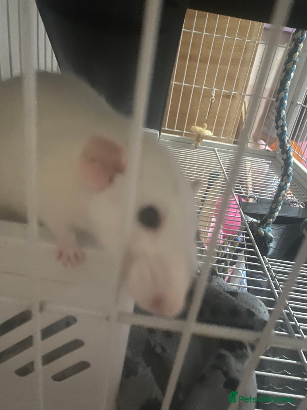 Rat rodents for sale: Heidi and Pheobe (with cage) - Image 3