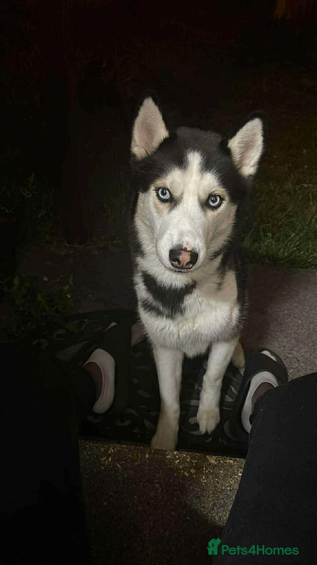 Mixed Breed dogs for sale: Staffy/Husky Puppies  - Advert 9