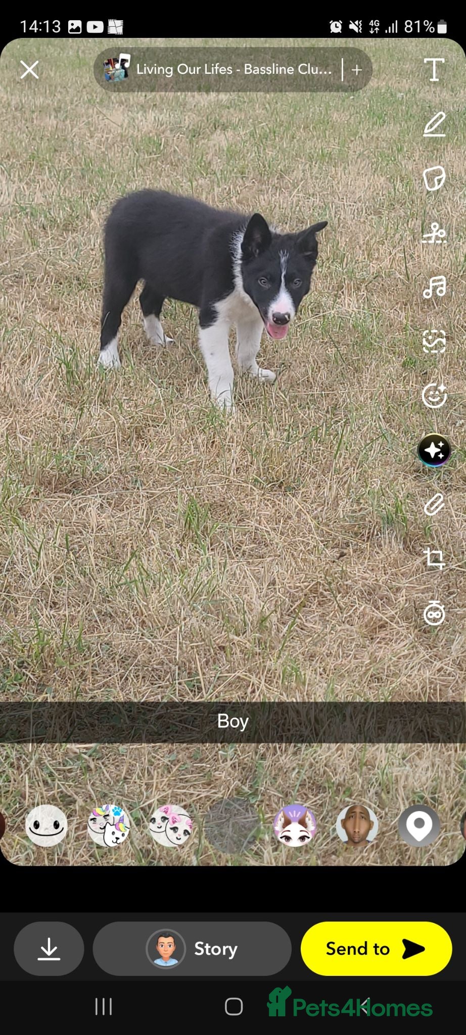 Border Collie dogs 4 border collie puppies for sale - Advert 1