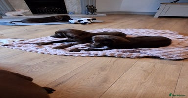 Labrador Retriever dogs - Advert 7