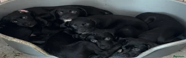 Mixed Breed 7