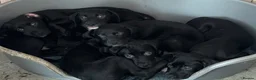 Mixed Breed dogs for sale: Rottweiler X Dalmatian spaniel  - Advert 2