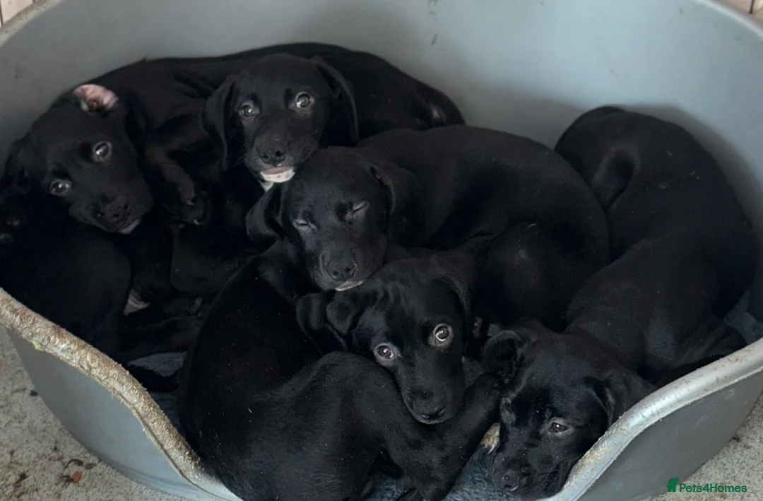 Mixed Breed dogs for sale: Rottweiler X Dalmatian spaniel  - Advert 2