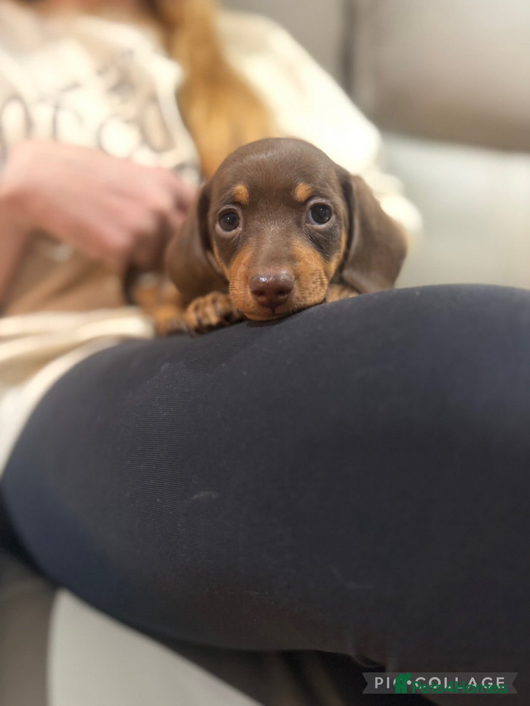 Miniature Dachshund dogs for sale: Beautiful Miniature Dachshund Puppies - Advert 4
