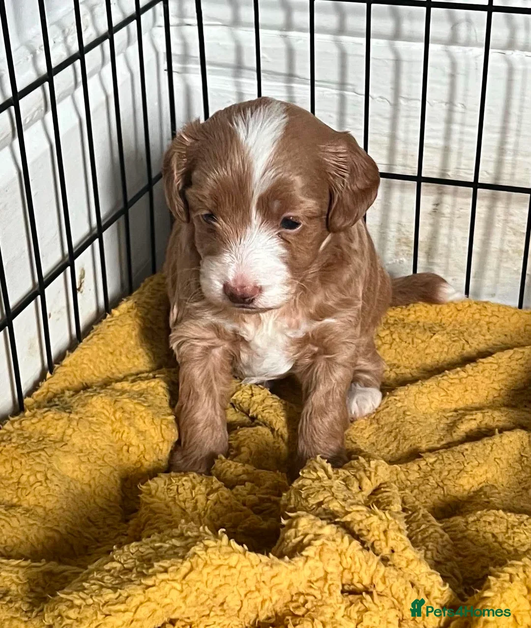 Cavapoo dogs for sale: Stunning Cavapoo pupys - Advert 6