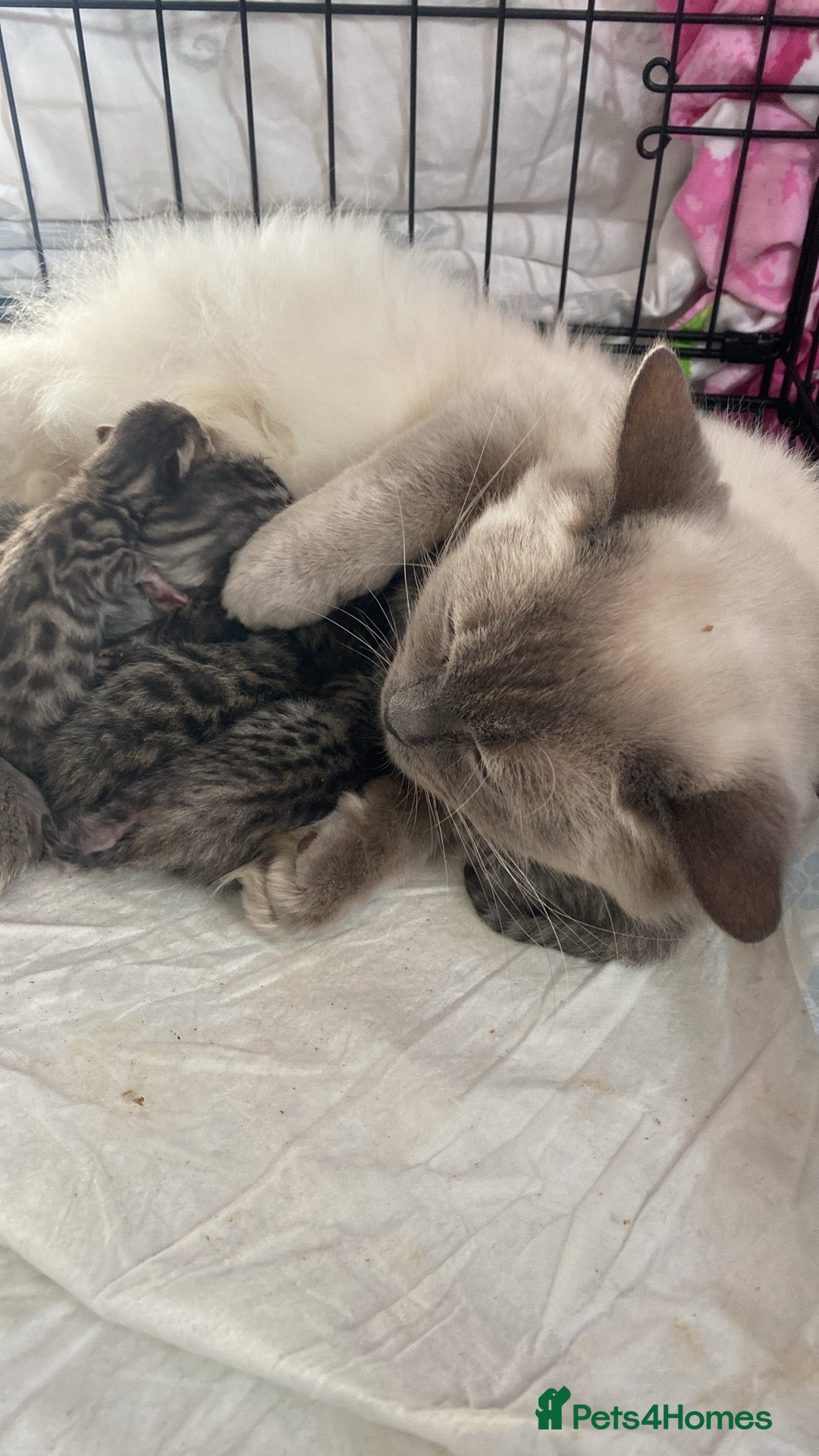 Mixed Breed cats Ragdol x bengal  - Advert 1