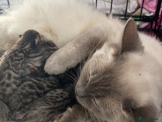 Mixed Breed cats Ragdol x bengal - Advert 1