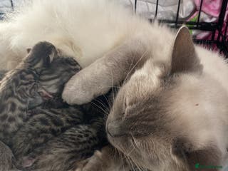 Mixed Breed cats Ragdol x bengal - Advert 16