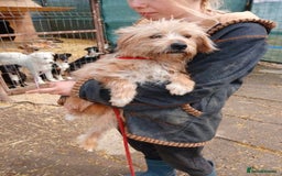Mixed Breed dogs for adoption: Meet Charlie, currently residing in Aberdeen - Advert 2