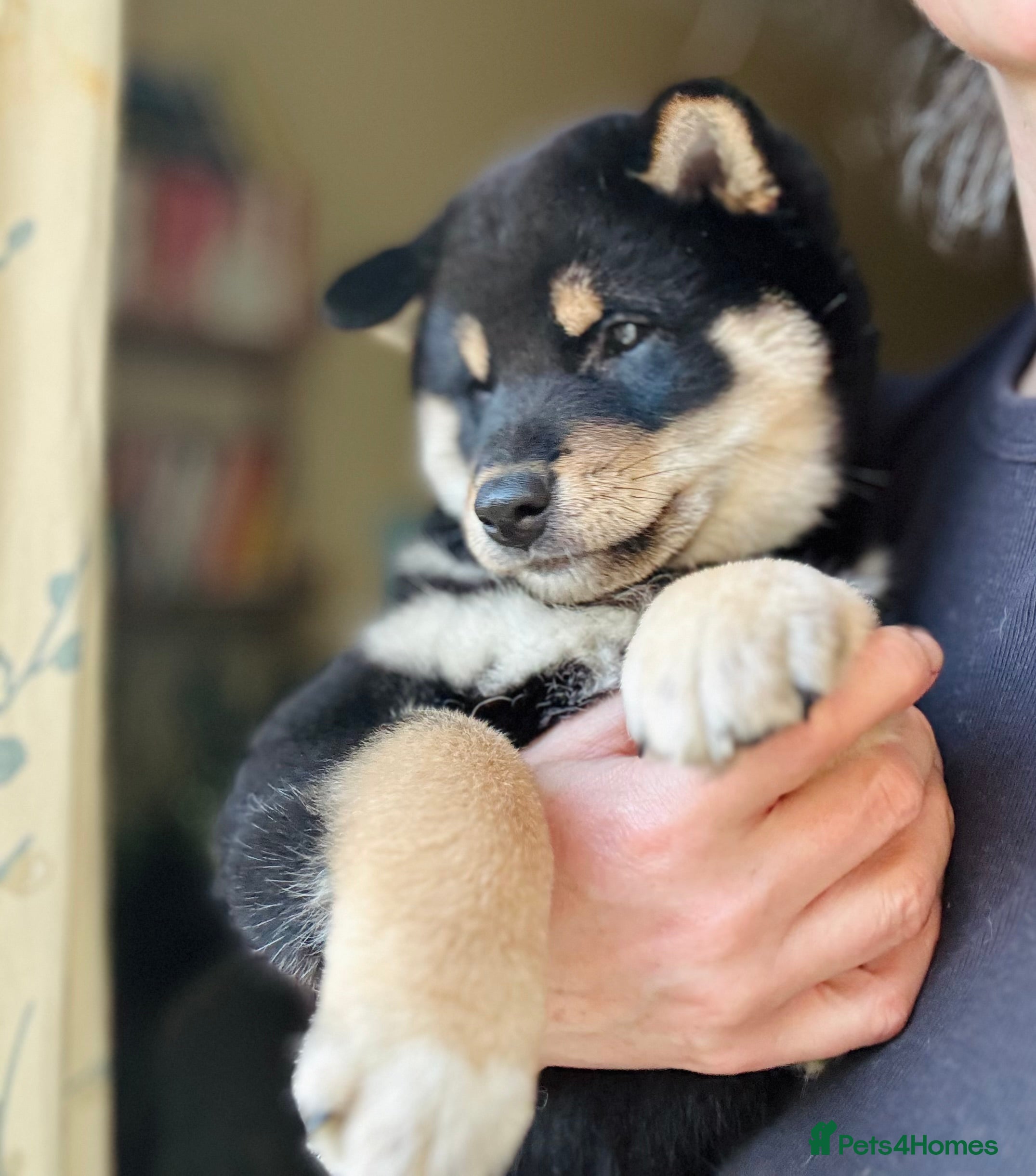 Japanese Shiba Inu dogs 10 weeks old KC Black/Tan Boy 💖 - Advert 1