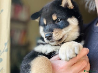 Japanese Shiba Inu dogs 10 weeks old KC Black/Tan Boy 💖 - Advert 1
