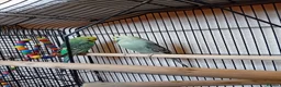 Budgerigars birds for sale: Two lady budgies ready for a new home - Advert 3