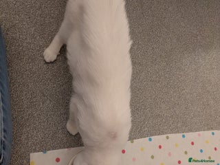 Mixed Breed cats Two cats - Advert 1