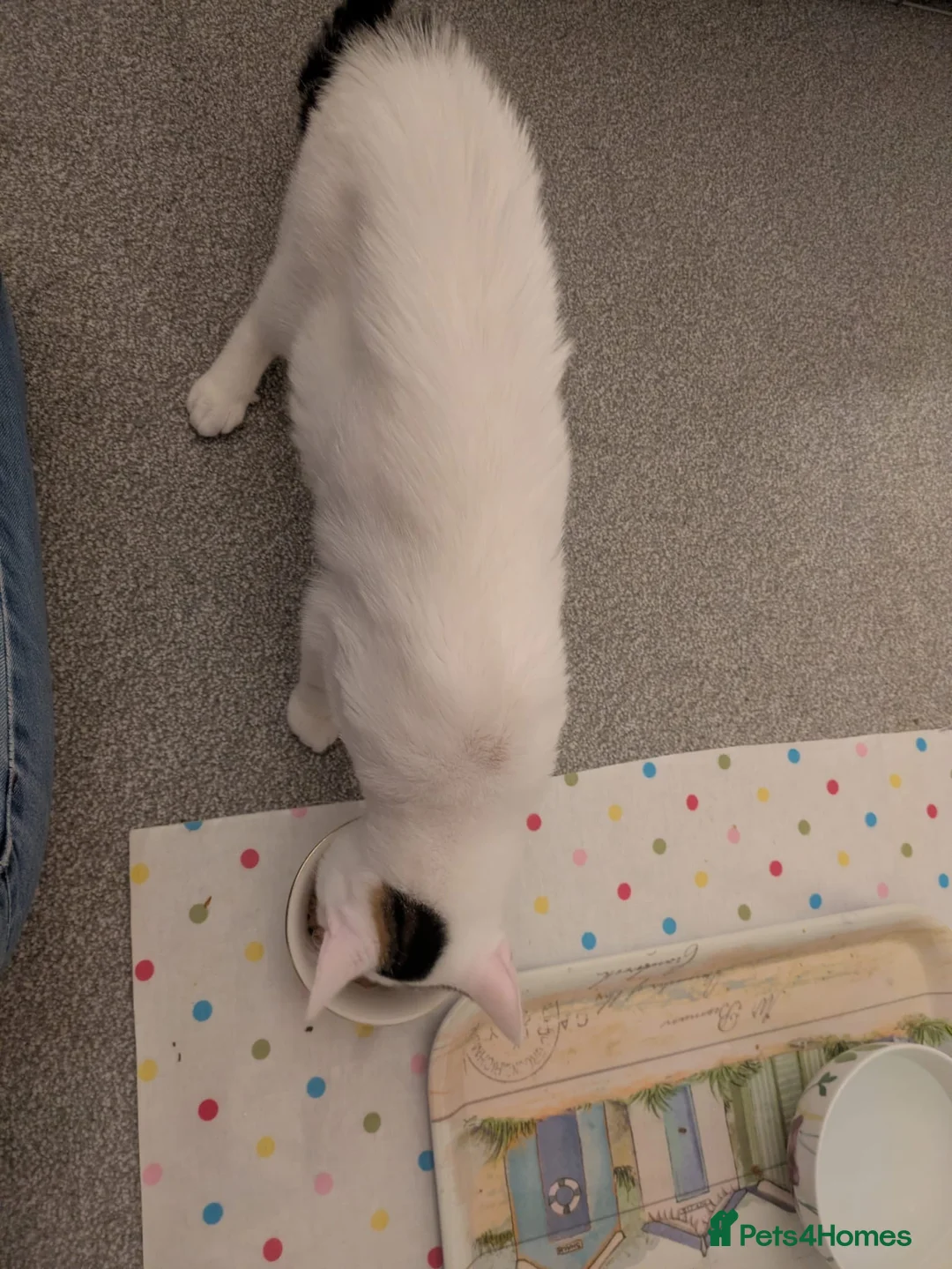 Mixed Breed cats for sale: Two cats - Advert 1