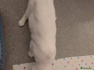 Mixed Breed cats Two cats - Advert 13