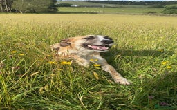 Mixed Breed dogs for sale: Female lurcher x - Advert 1