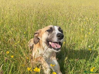 Mixed Breed dogs Female lurcher x - Advert 2