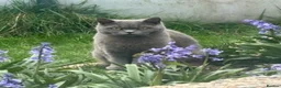 British Shorthair cats for sale: British shorthair male  - Advert 5