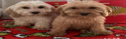 Cockapoo dogs for sale: Stunning cockapoo puppies - Advert 4
