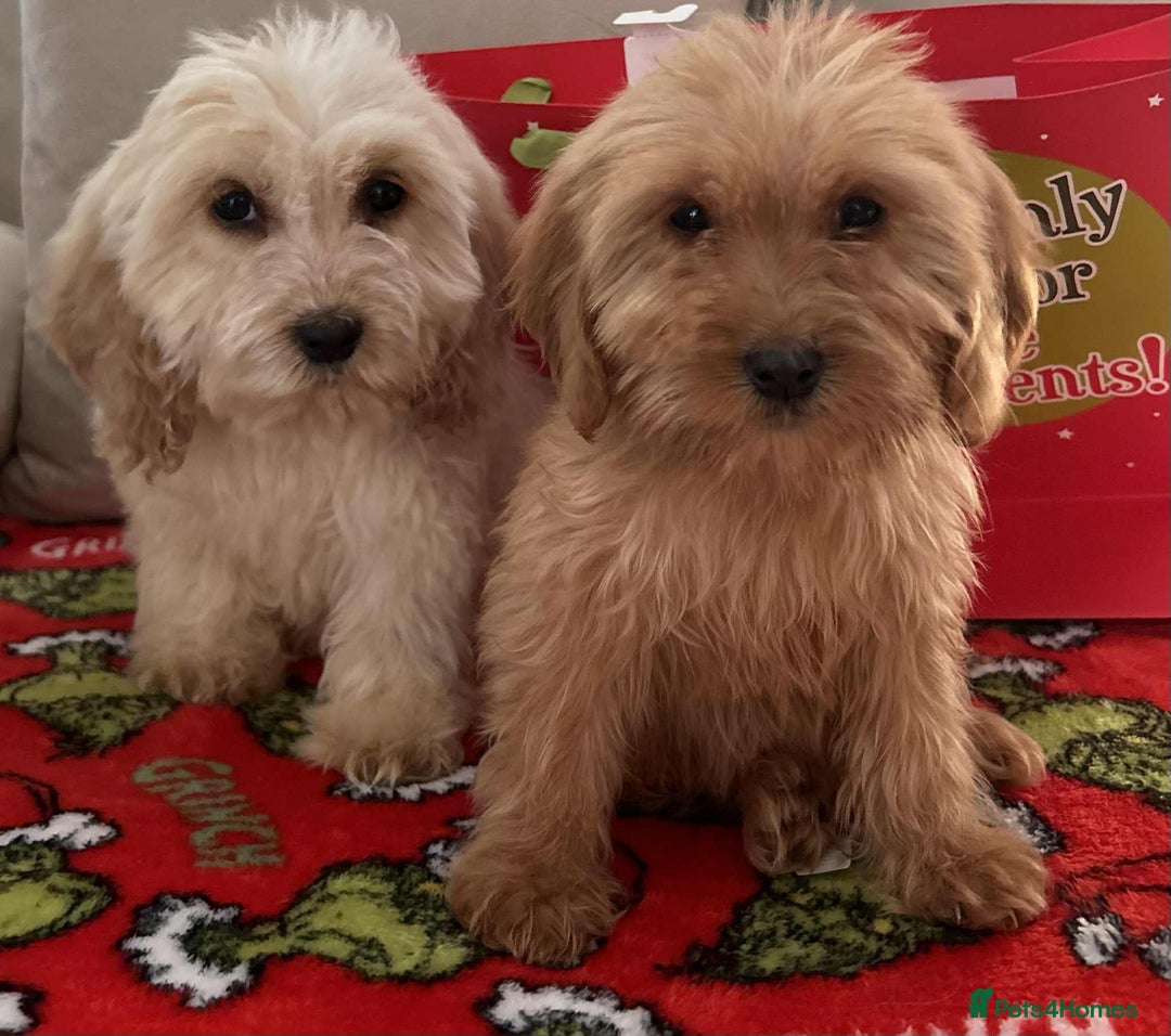 Cockapoo dogs for sale: Stunning cockapoo puppies - Advert 4