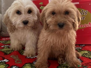 Cockapoo dogs Stunning cockapoo puppies - Advert 10