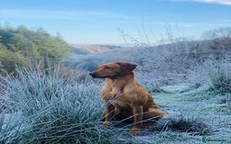 Labrador Retriever dogs for sale: Red Labrador pups  - Advert 5