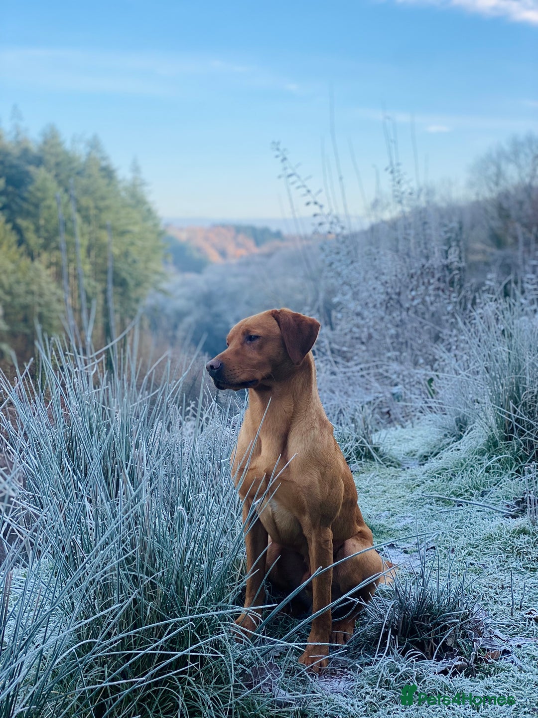 Labrador Retriever dogs for sale: Red Labrador pups  - Advert 5