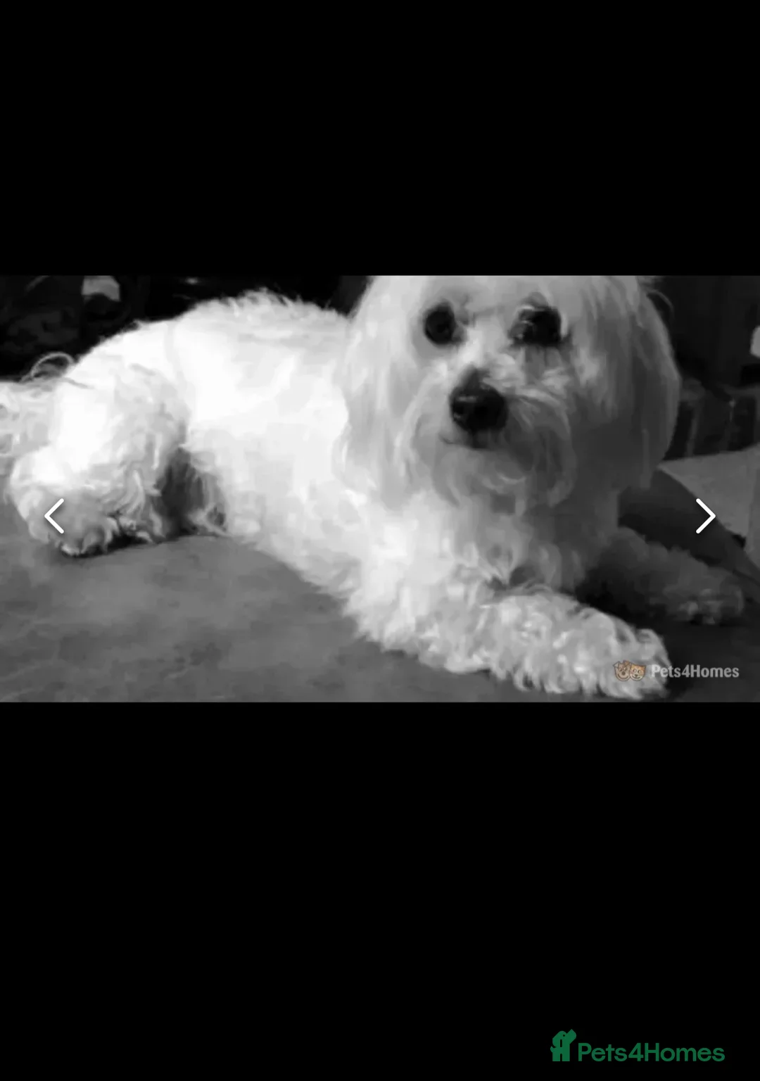 Maltese dogs for stud: Small Maltese dog for stud  in Stafford - Advert 2