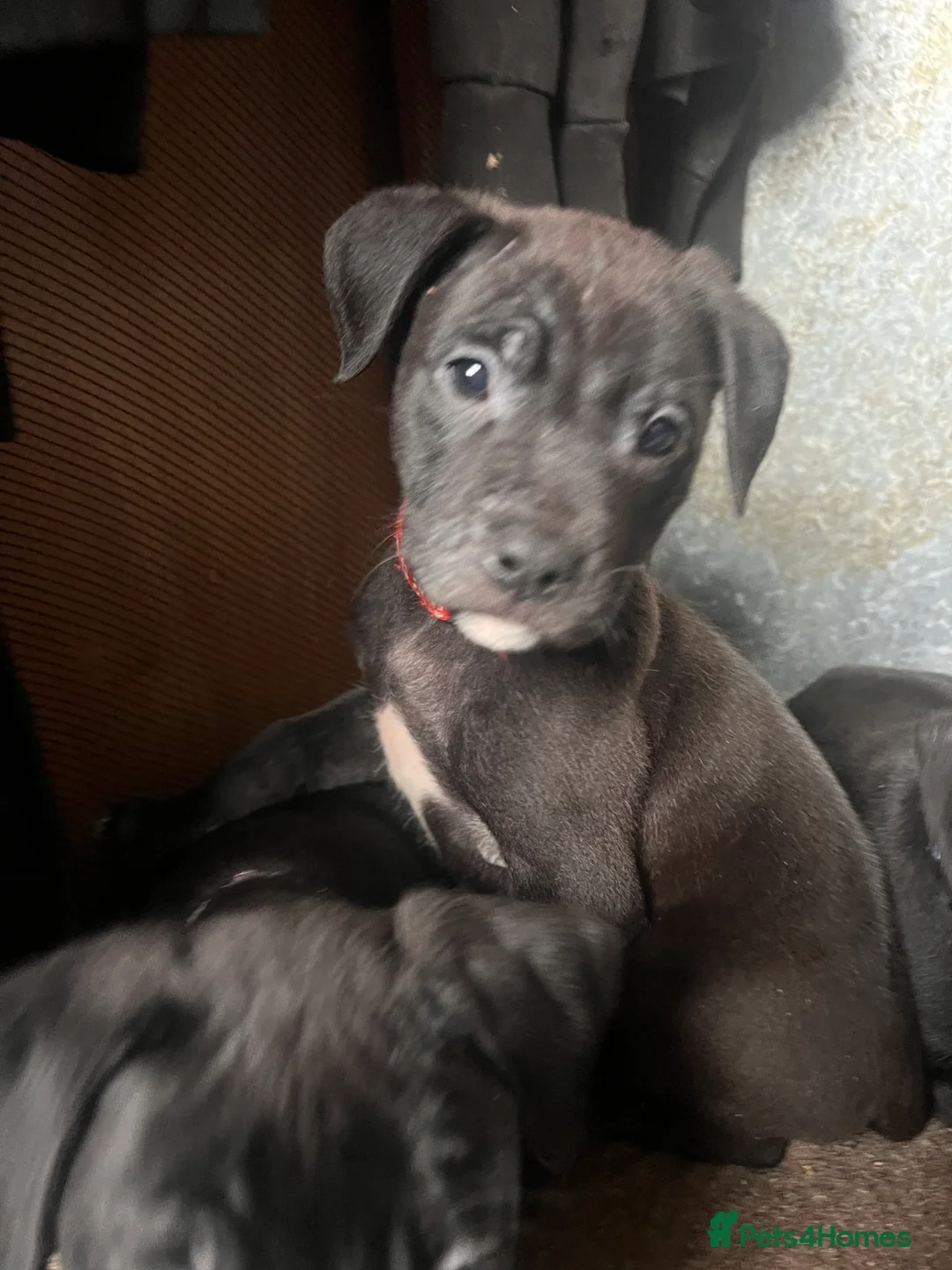 Mixed Breed dogs for sale: 8 Beautiful Mastiff x Staff x Black Mouth Cur Pups - Advert 39