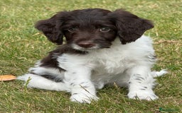 Sproodle dogs for sale: F1 Sproodle 🩷Pippa🩷 5⭐️Licensed Breeder full DNA - Image 10