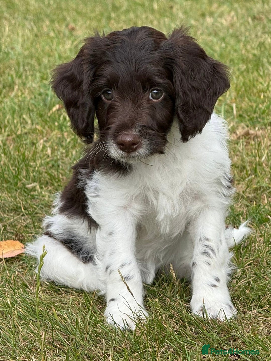 Sproodle dogs for sale: F1 Sproodle 🩷Pippa🩷 5⭐️Licensed Breeder full DNA - Image 10