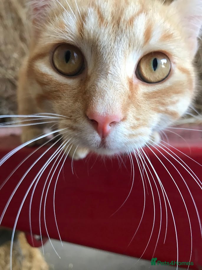 Mixed Breed cats Cute Kittens - Advert 2