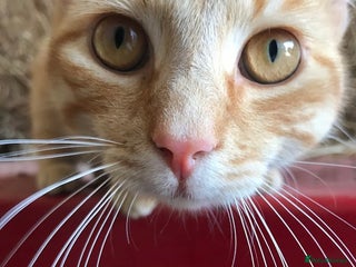 Mixed Breed cats Cute Kittens - Advert 2