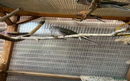 Parakeets birds for sale: Bourkes for sale  - Image 3