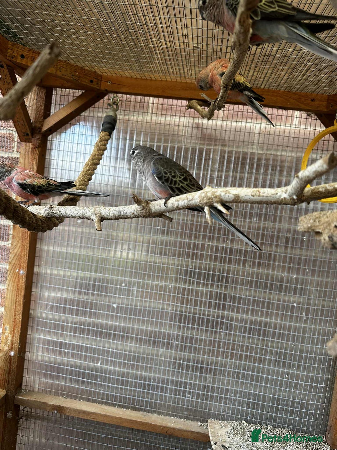 Parakeets birds for sale: Bourkes for sale  - Image 3