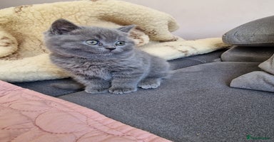 British Shorthair cats - Advert 14