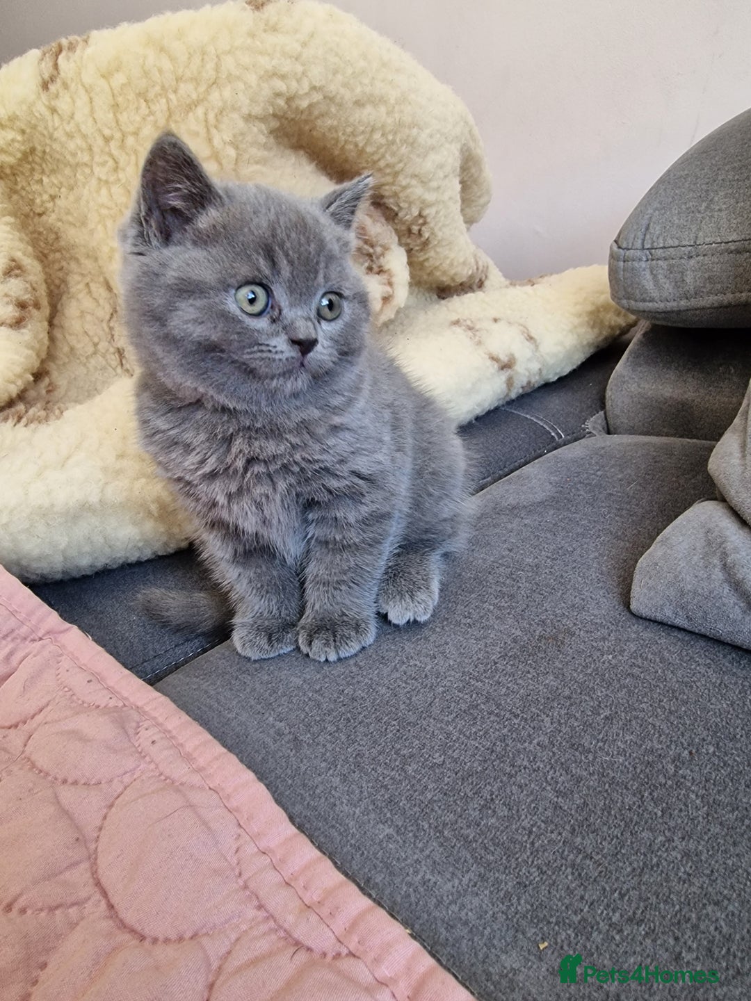 British Shorthair cats for sale: British shorthair kittens  - Image 2