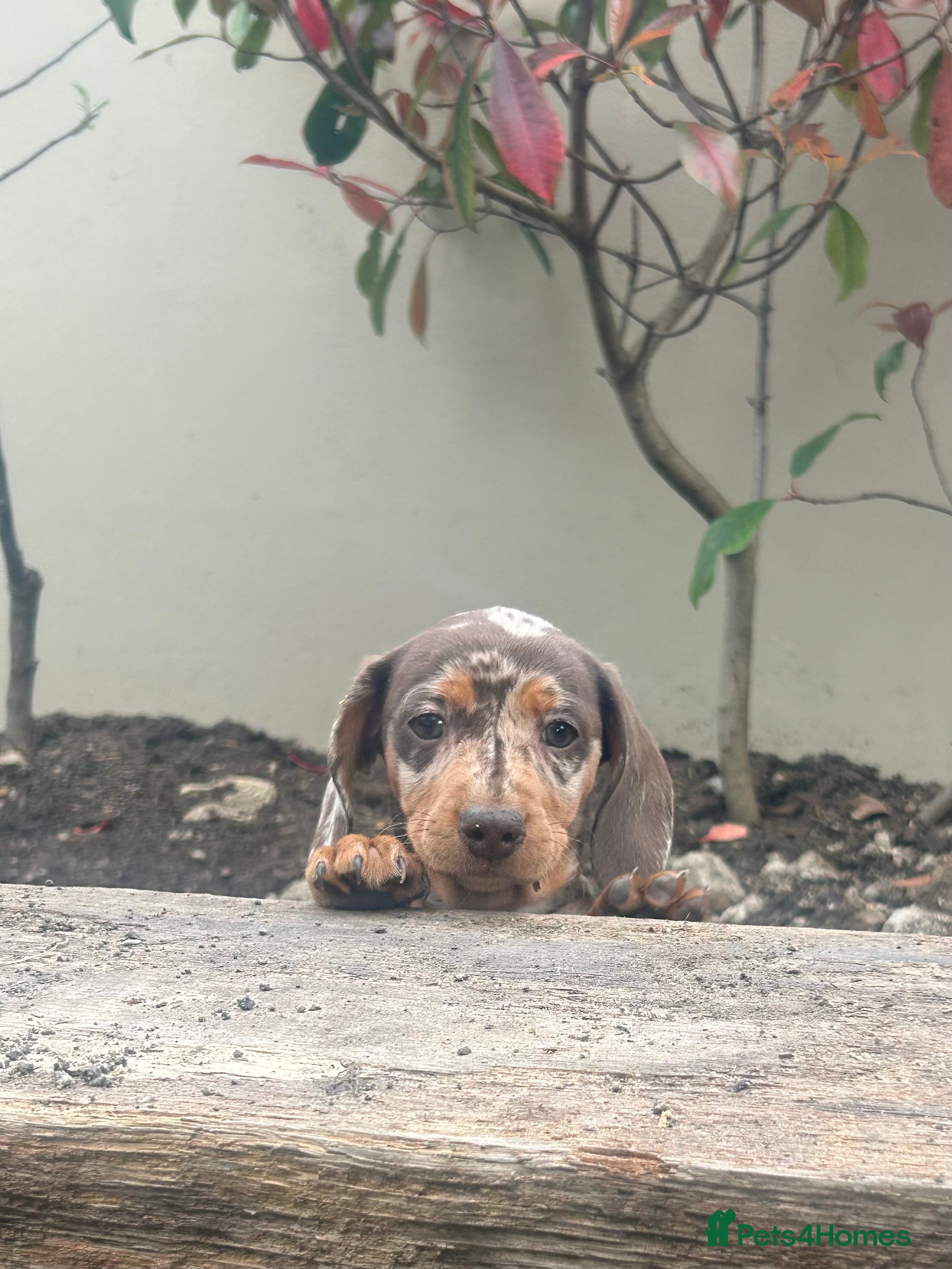 Miniature Dachshund dogs KC Registered Miniature Dachshunds - Advert 2