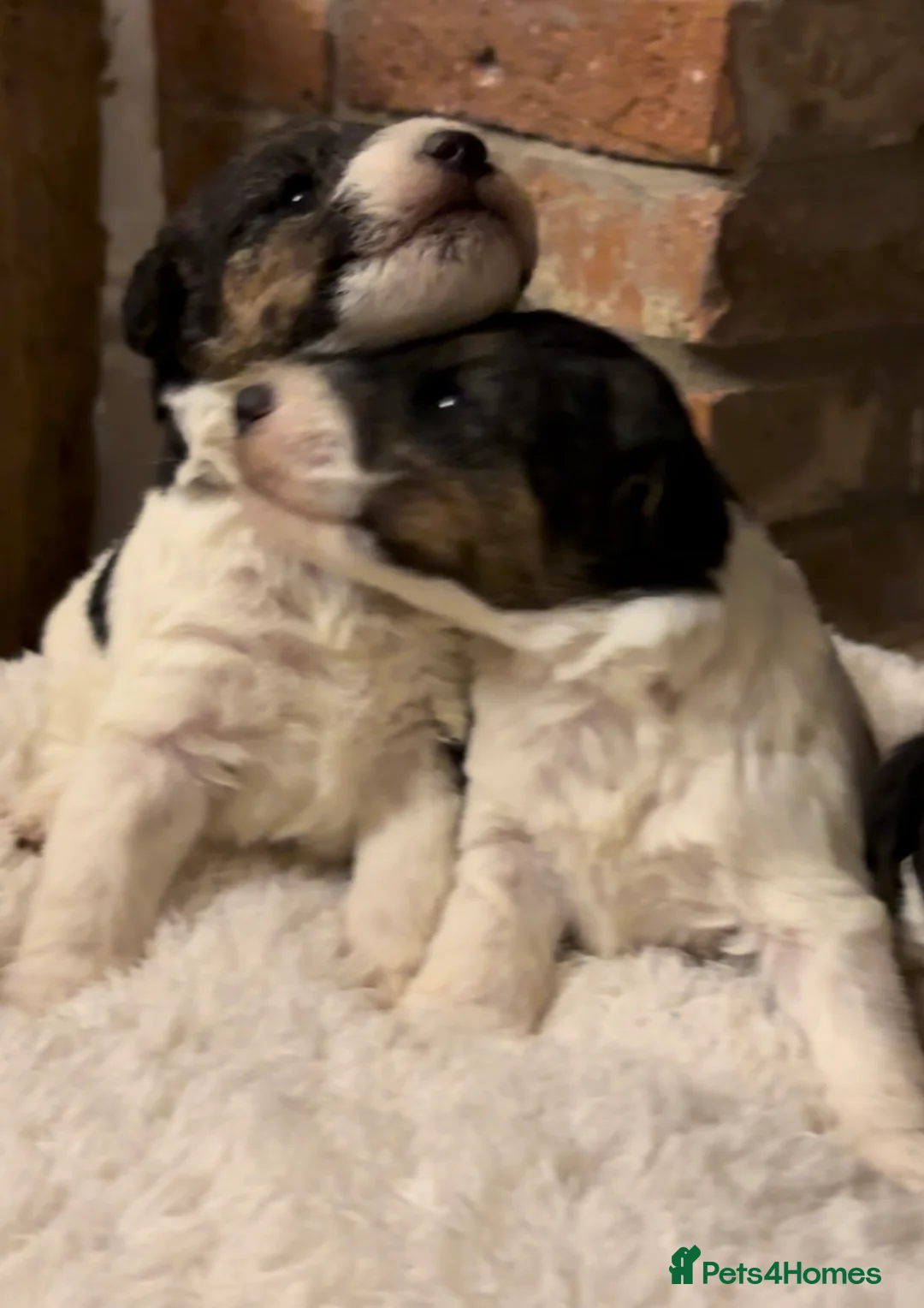 Fox Terrier dogs for sale: *Wire Haired Fox Terrier Pups* - Advert 7