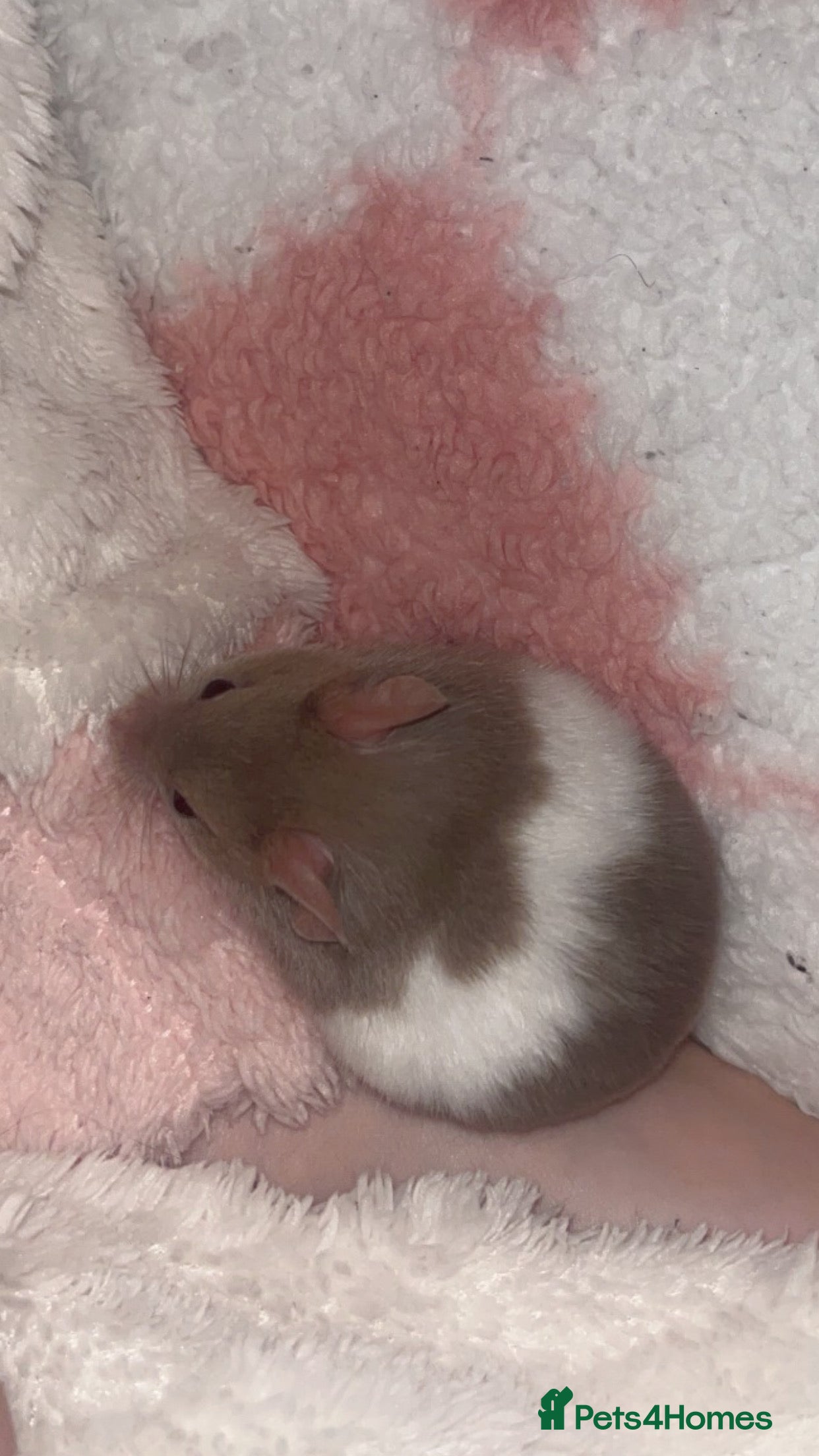 Hamster rodents Hamster with enclosure  - Advert 2